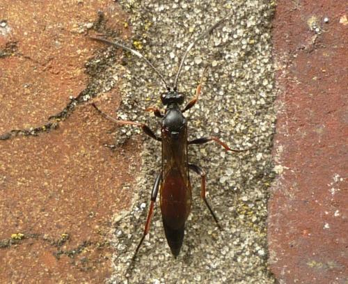 Réf. 243 613 : Ichneumoninae inconnu